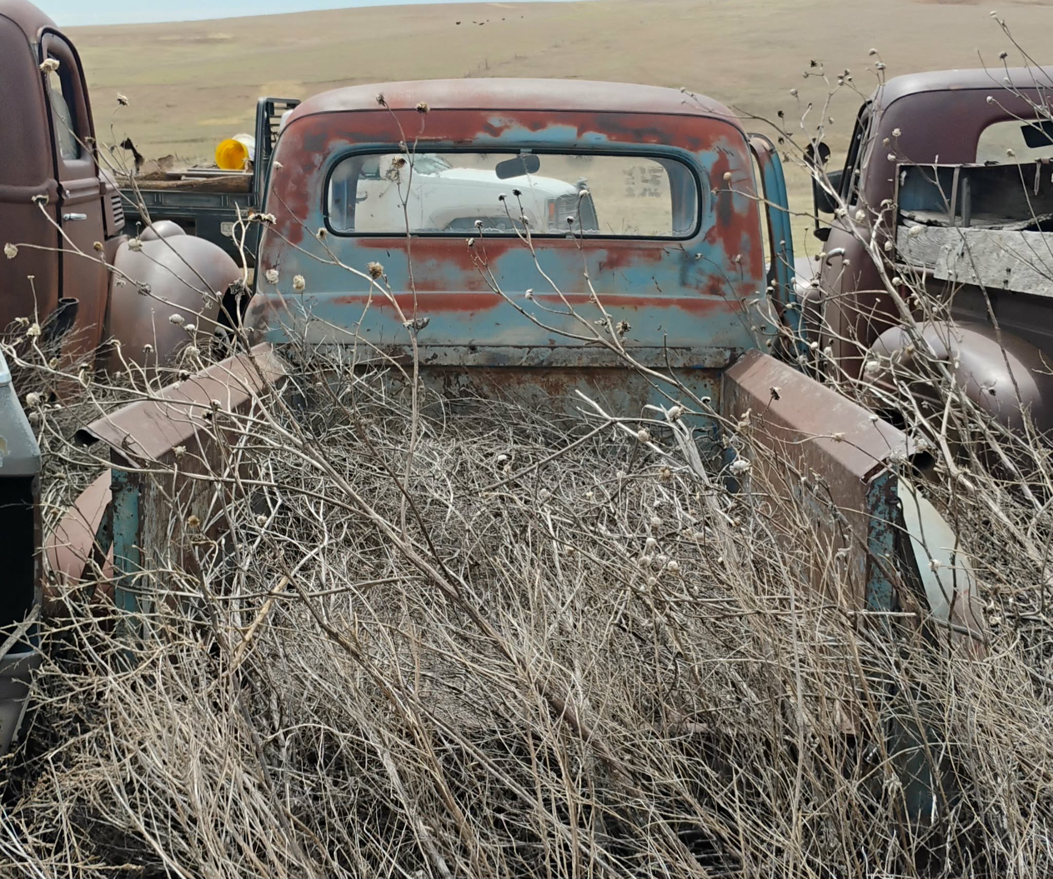 
								1951 Ford Pickup full									
